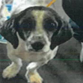 Fullnoon A2278808 -  Dachshund and Shih Tzu Dog for Adoption in Los Angeles, California - Fullnoon A2278808 | PetCurious