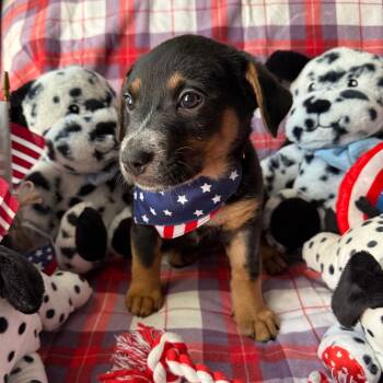 Wildfire -  Shepherd and Mixed Breed Dog for Adoption in Normal, Illinois - Wildfire | PetCurious