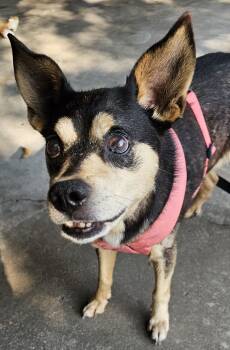 Harley -  Miniature Pinscher and Rat Terrier Dog for Adoption in Jeffersonville, Indiana - Harley | PetCurious