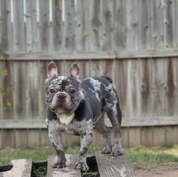 French Bulldog Dogs Available for Adoption in Lutz, Florida - Kash | PetCurious