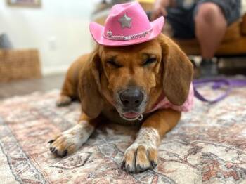 Pumpkin Lumpkin Squishy Princess -  Hound and Redbone Coonhound Dog for Adoption in Friendswood, Texas - Pumpkin Lumpkin Squishy Princess | PetCurious
