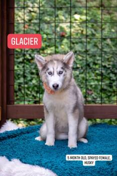Glacier -  Husky Dog for Adoption in Sevierville, Tennessee - Glacier | PetCurious