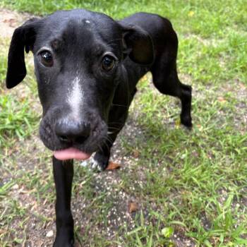 Frick 28653 -  Mixed Breed Dog for Adoption in Middleburg, Florida - Frick 28653 | PetCurious
