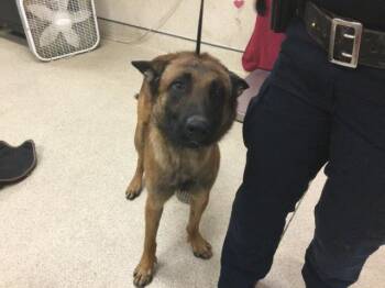 Belgian Shepherd Malinois Dogs Available for Adoption - MAXIMUS | PetCurious