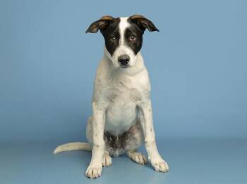 Saint Bernard and Mixed Breed Dogs Available for Adoption in Phoenix, Arizona - OLLIE | PetCurious