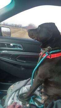 Mixed Breed Dogs Available for Adoption - Sugar Mama | PetCurious