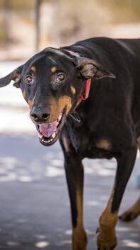 BODHI -  Doberman Pinscher Dog for Adoption in Joshua Tree, California - BODHI | PetCurious
