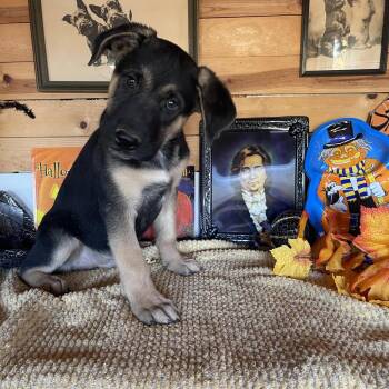 Puppy Bear - Courtesy Post -  German Shepherd Dog Dog for Adoption in Fulton, California - Puppy Bear - Courtesy Post | PetCurious