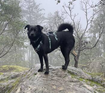 Schipperke and Poodle Dogs Available for Adoption - Murphy | PetCurious