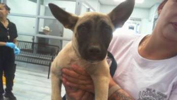 A1267489 -  Belgian Shepherd Malinois and Mixed Breed Dog for Adoption in Charlotte, North Carolina - A1267489 | PetCurious