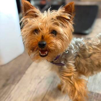 Starlight (Benefactor Dog) -  Yorkshire Terrier Dog for Adoption in New Orleans, Louisiana - Starlight (Benefactor Dog) | PetCurious