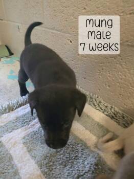 Mung -  Mixed Breed Dog for Adoption in Holbrook, Arizona - Mung | PetCurious