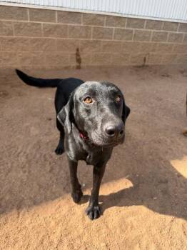 Morticia -  Black Labrador Retriever Dog for Adoption in Hobbs, New Mexico - Morticia | PetCurious