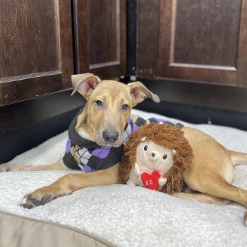 Cowboy 2256 -  Mixed Breed Dog for Adoption in Boca Raton, Florida - Cowboy 2256 | PetCurious
