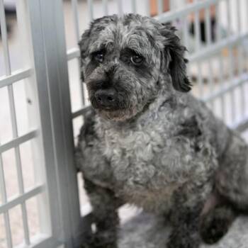 Shaggy (AG26-38) -  Miniature Poodle Dog for Adoption in Peyton, Colorado - Shaggy (AG26-38) | PetCurious