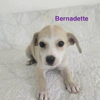 Labrador Retriever Dogs Available for Adoption - Bernadette | PetCurious