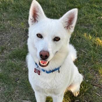 Minerva -  Husky and Mixed Breed Dog for Adoption in Wheeling, Illinois - Minerva | PetCurious