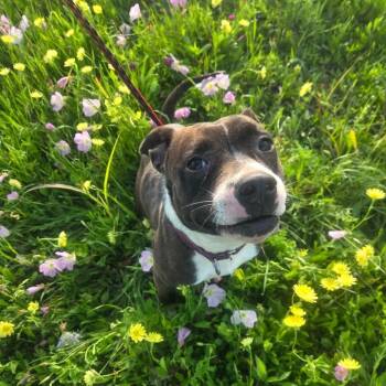 Pretty -  Pit Bull Terrier Dog for Adoption in Anderson, Texas - Pretty | PetCurious