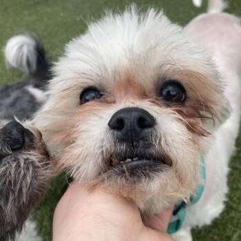 Wallace -  Mixed Breed Dog for Adoption in Providence, Rhode Island - Wallace | PetCurious