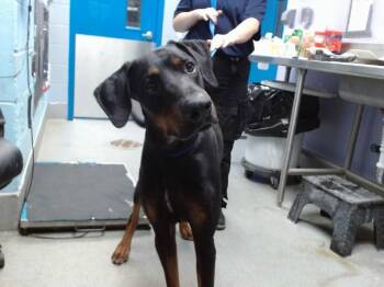 THIRSTY -  Doberman Pinscher and Mixed Breed Dog for Adoption in Albuquerque, New Mexico - THIRSTY | PetCurious