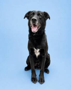 Colby -  Labrador Retriever and Mixed Breed Dog for Adoption in Rock Springs, Wyoming - Colby | PetCurious