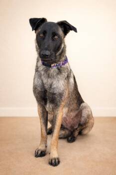 Kika -  Belgian Shepherd Malinois and German Shepherd Dog Dog for Adoption - Kika | PetCurious
