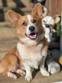 Cooper -  Corgi Dog for Adoption in Middletown, Connecticut - Cooper | PetCurious
