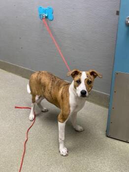 Pit Bull Terrier Dogs Available for Adoption in Las Vegas, Nevada - TINKY | PetCurious