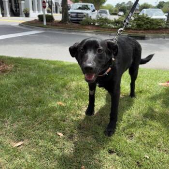 Black Labrador Retriever and Shepherd Dogs Available for Adoption in Sanford, North Carolina - Starla | PetCurious