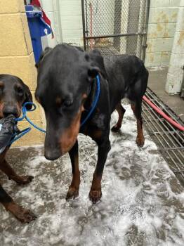 Doberman Pinscher Dogs Available for Adoption - HERMIONE | PetCurious