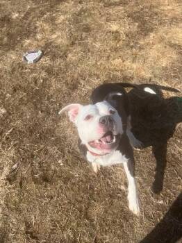 Pit Bull Terrier Dogs Available for Adoption - Callie | PetCurious