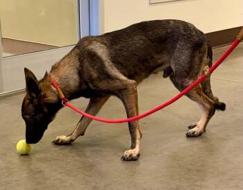Thorne - Located in Georgia -  Belgian Shepherd Malinois and German Shepherd Dog Dog for Adoption in Imlay City, Michigan - Thorne - Located In Georgia | PetCurious