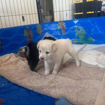 Star -  Mixed Breed Dog for Adoption in Frederiksted, St. Croix - Star | PetCurious