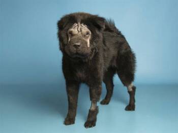 Shar Pei Dogs Available for Adoption - Zoey | PetCurious