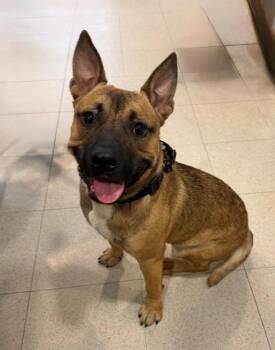 PETERSON -  Australian Cattle Dog Blue Heeler and Mixed Breed Dog for Adoption - PETERSON | PetCurious