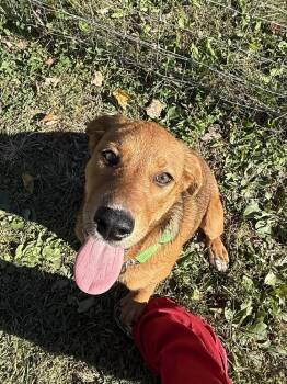 Faith -  Hound Dog for Adoption in Osgood, Indiana - Faith | PetCurious