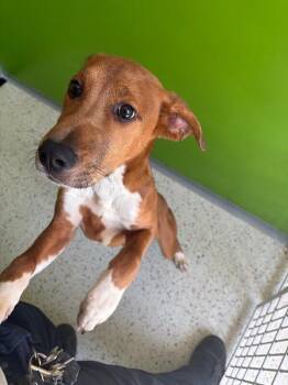 Rusty -  Hound and Mixed Breed Dog for Adoption in Providence Forge, Virginia - Rusty | PetCurious