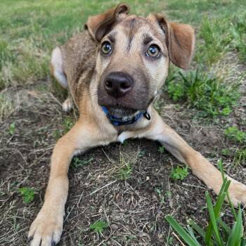 Mixed Breed Dogs Available for Adoption in Baldwin, Maryland - Yankee | PetCurious