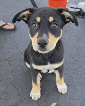 Maple -  Hound and Shepherd Dog for Adoption in Sunnyvale, California - Maple | PetCurious