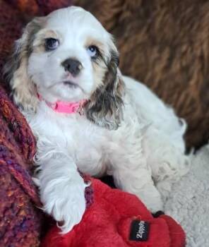 Rescue Cocker Spaniel Dogs for Adoption in Parker, Colorado - Emily K 25010 | PetCurious
