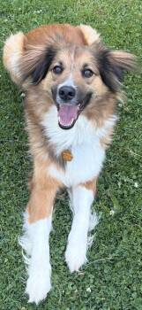 Trixie -  English Shepherd Dog for Adoption in Latham, New York - Trixie | PetCurious