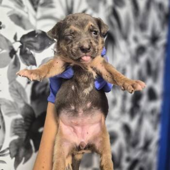 Eunice -  Shepherd Dog for Adoption in Wahiawa, Hawaii - Eunice | PetCurious
