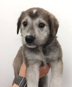 Rescue Husky and Mixed Breed Dogs for Adoption in Morton Grove, Illinois - Toffee | PetCurious