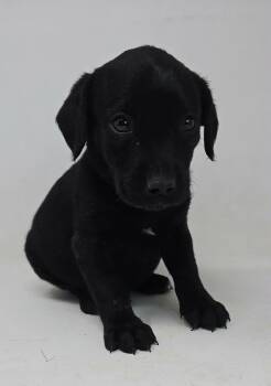 Labrador Retriever and Retriever Dogs Available for Adoption in New York, New York - Winning Colors *foster Needed* | PetCurious