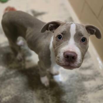 Pit Bull Terrier Dogs Available for Adoption in Columbia, Missouri - Shrek | PetCurious