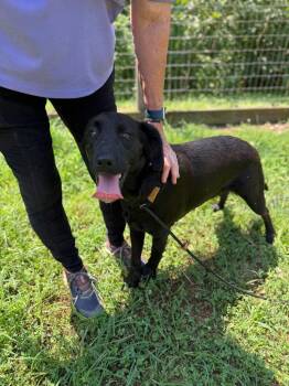 Espresso -  Golden Retriever and Labrador Retriever Dog for Adoption in Lovingston, Virginia - Espresso | PetCurious