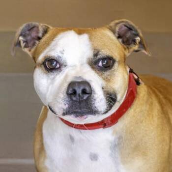 Robin -  American Staffordshire Terrier and Mixed Breed Dog for Adoption in Camano, Washington - Robin | PetCurious