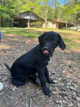 Mopie -  Labrador Retriever and Mixed Breed Dog for Adoption in Shelby County, Texas - Mopie | PetCurious