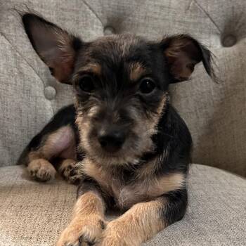 Bruce Springsteen -  Miniature Schnauzer and Chihuahua Dog for Adoption in Las Vegas, Nevada - Bruce Springsteen | PetCurious