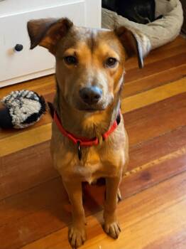 Happy -  Shepherd Dog for Adoption in Brooklyn Center, Minnesota - Happy | PetCurious